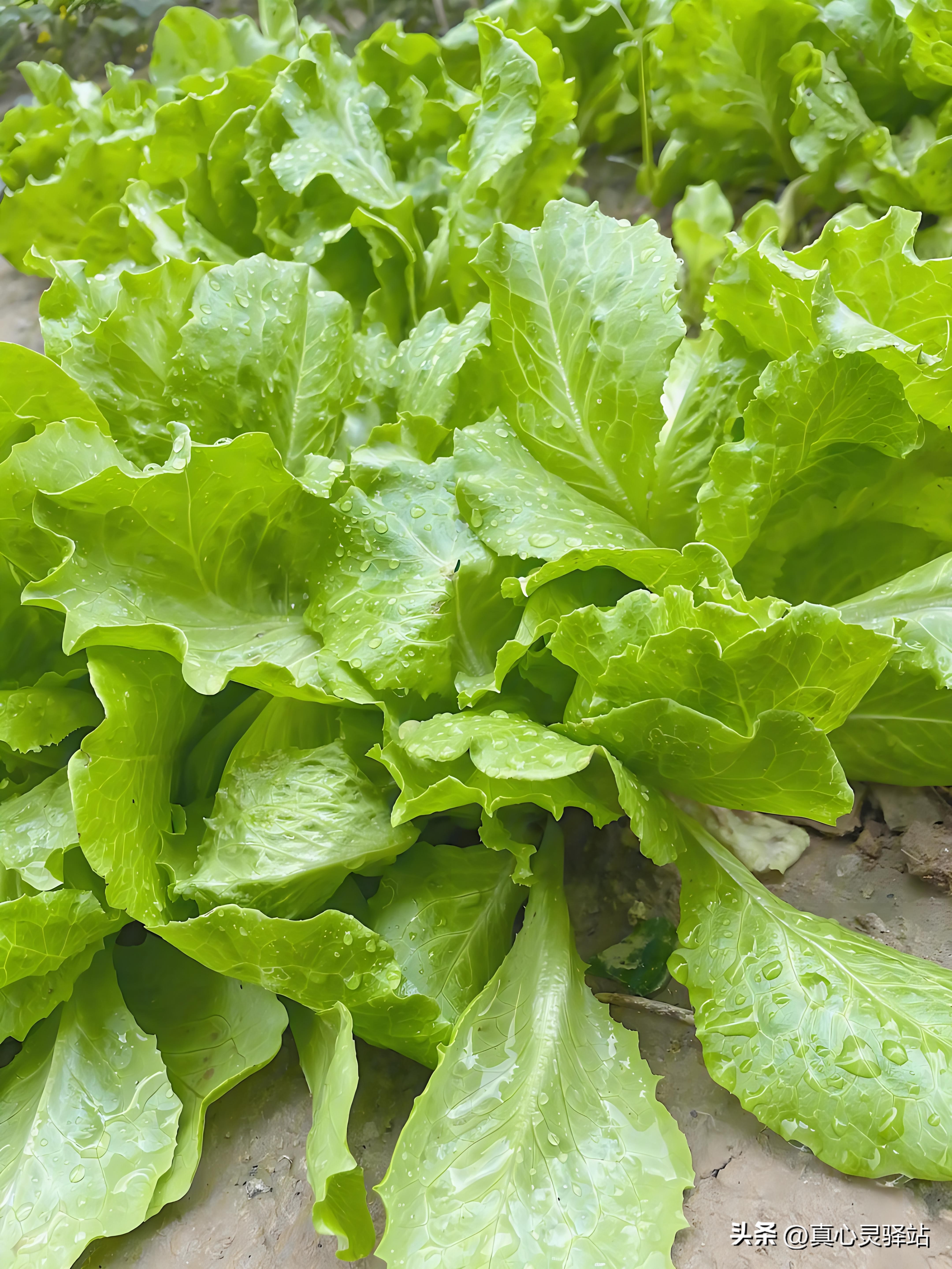 一次49元的免费游，为了20斤蔬菜，差点陷入财务危机，太惊险了