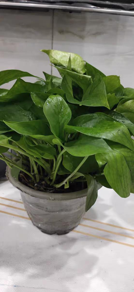 绿萝用什么盆养好,如何养好绿萝才能长的更好