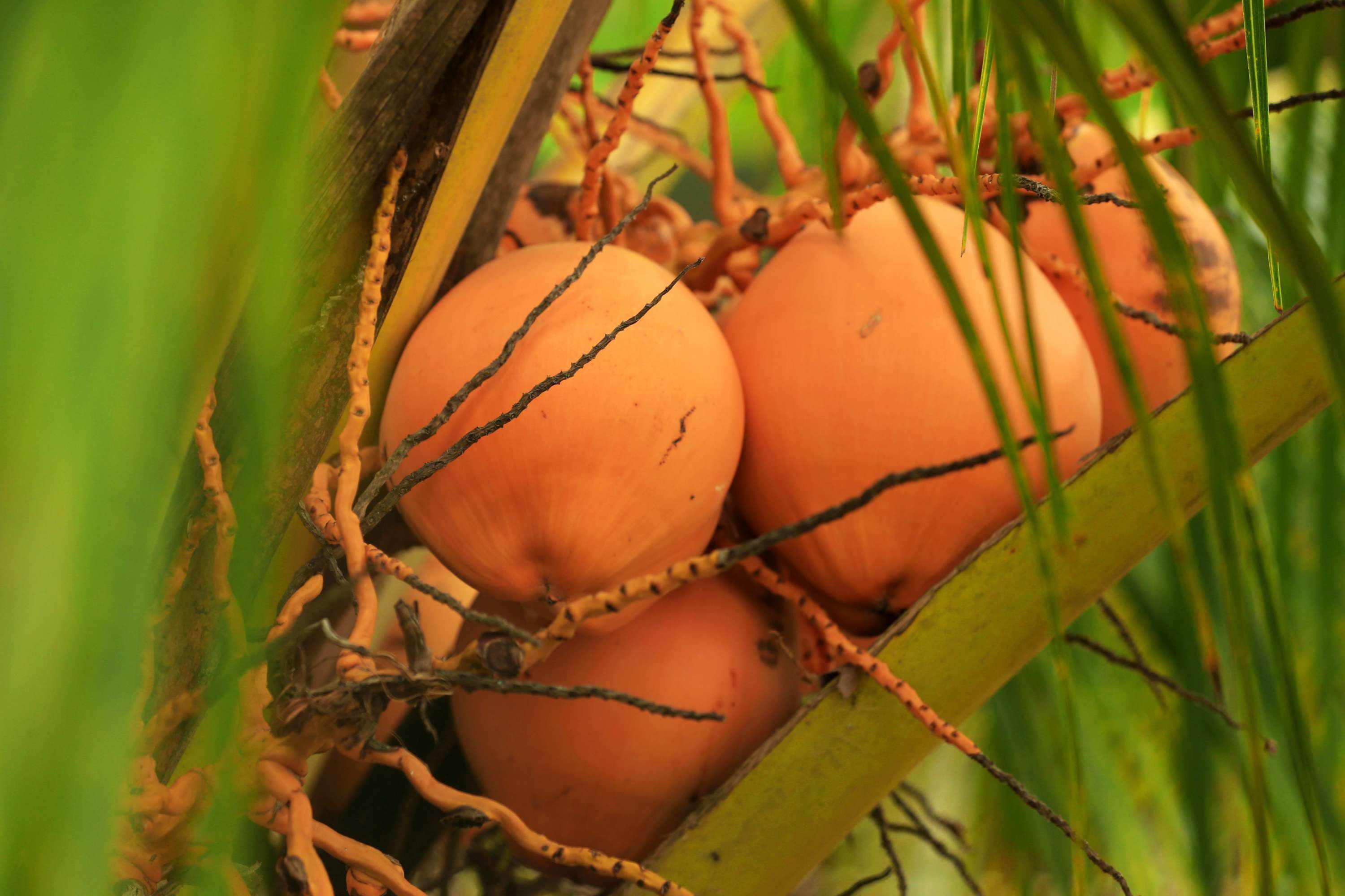 泰国金椰子树,泰国的金椰子怎么样