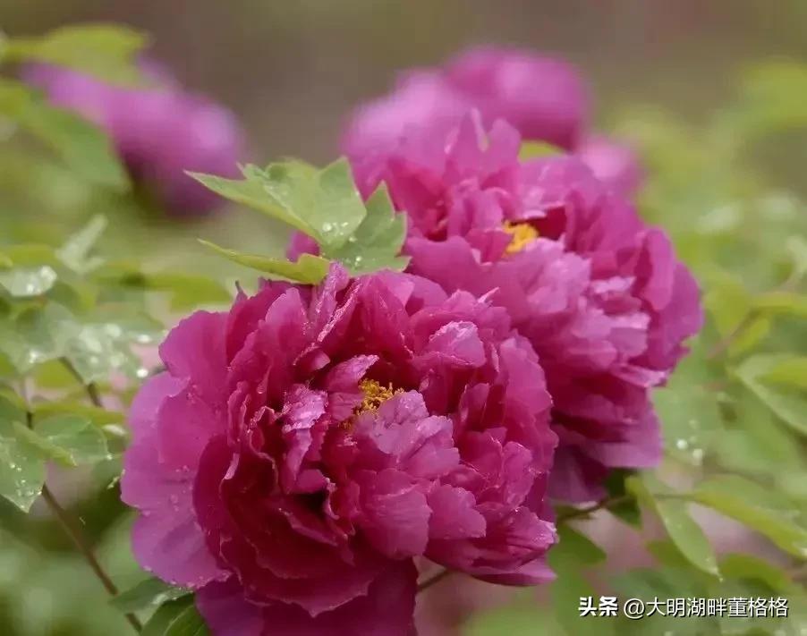 中国看牡丹花的地方有几个,中国牡丹看襄阳