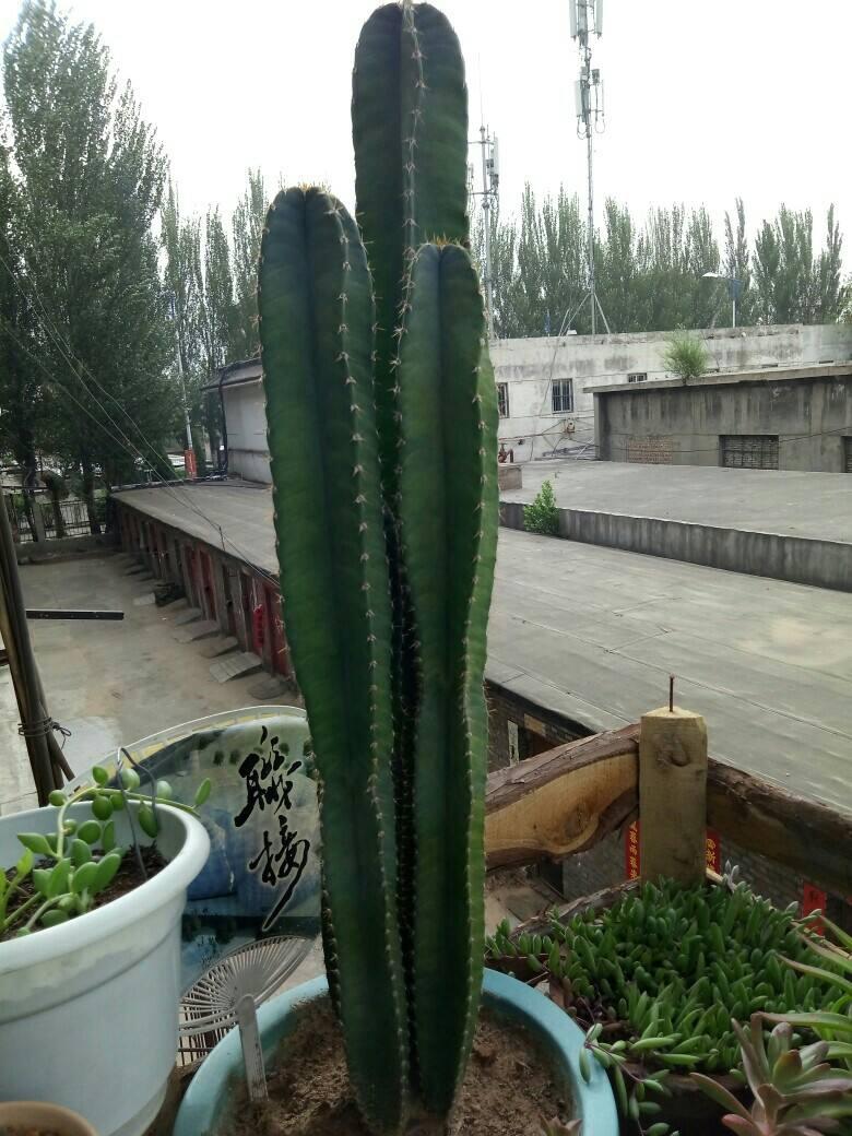 十种最吉利的镇宅绿植盆栽,阳台旺宅的大盆栽花