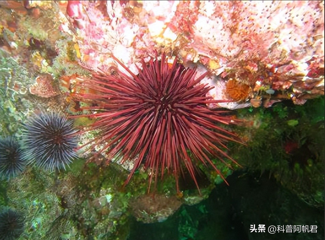 日本一港口发现有毒海胆,日本渔港大量沙丁鱼死亡有辐射没