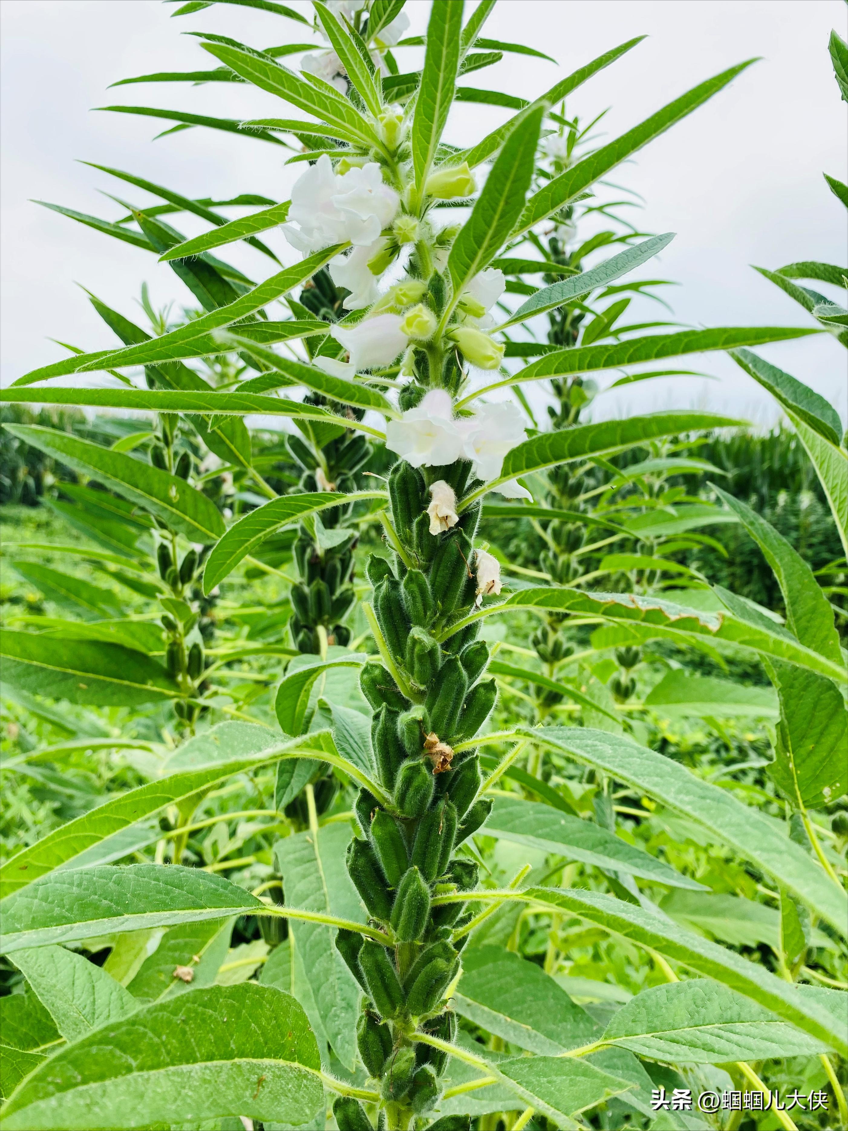 中国公认可以吃的六种叶子,各地能吃的叶子