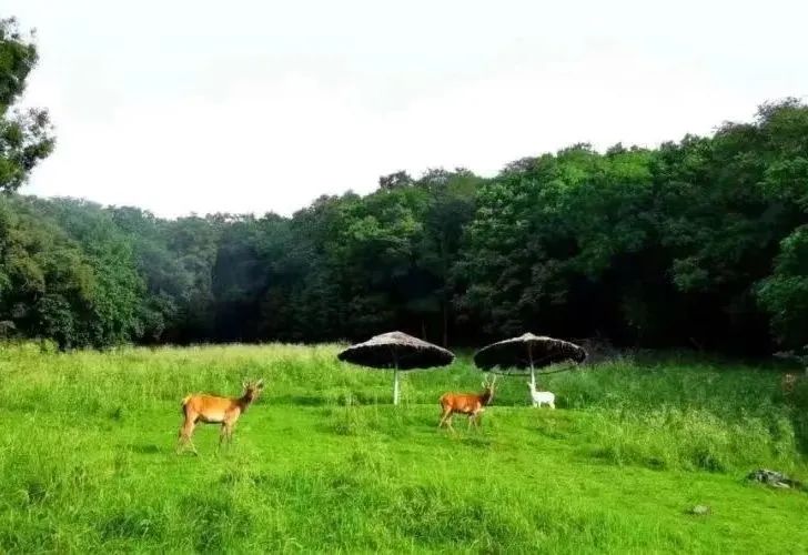 冰城夏都|拒绝宅在家，这几个周边游好去处快收藏！