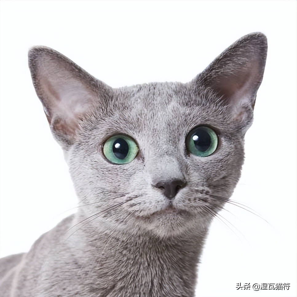 俄罗斯蓝猫法国蓝猫英国蓝猫,欧系俄罗斯蓝猫