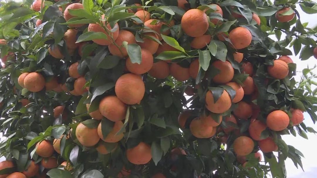 一个普普通通的红河哈尼族农民：从“打工仔”到“橘老板”