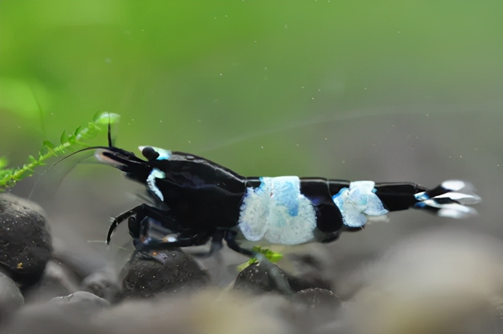 水晶虾养殖技巧和秘诀,菲律宾水晶虾怎么养殖的