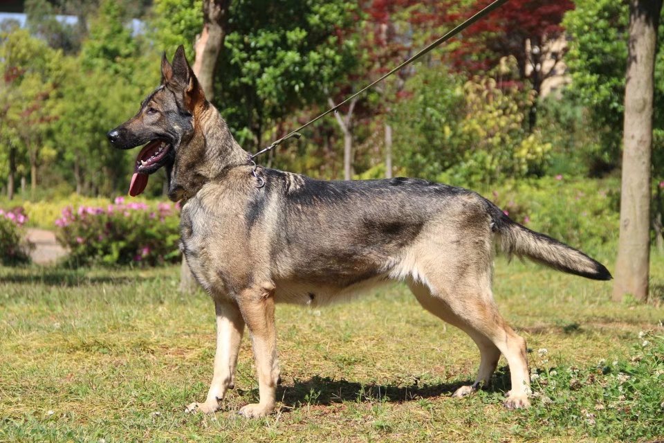 世界十大警犬排名,世界最知名的十大警犬