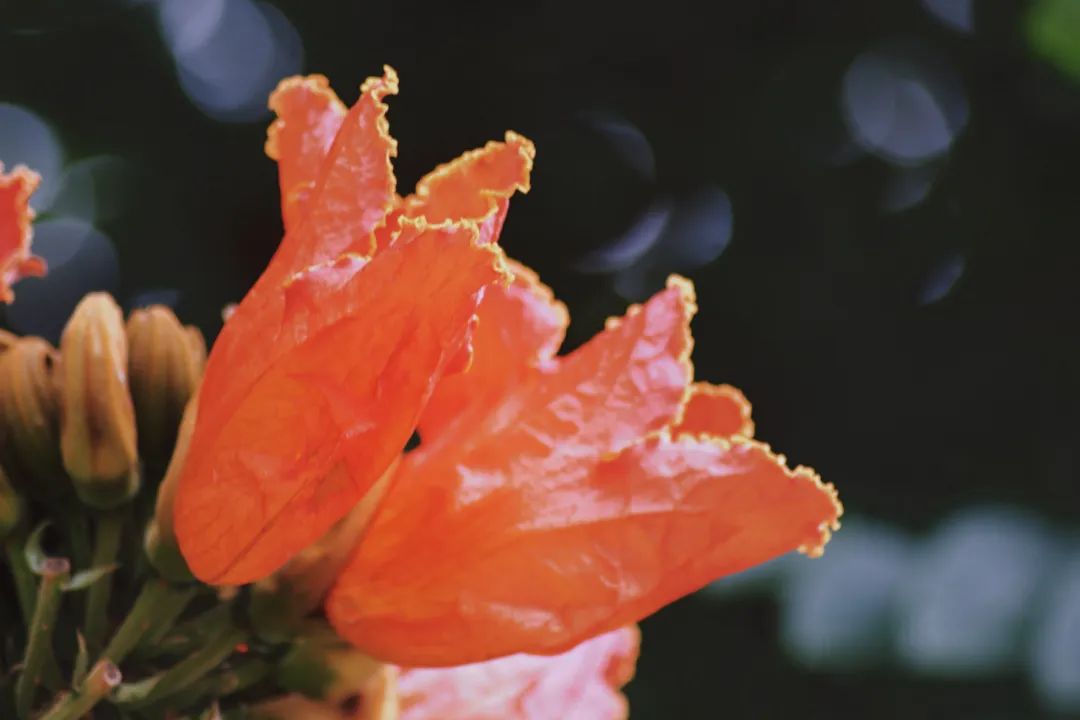 【普洱茶都康乐思茅】火焰木：凤凰涅槃浴火重生