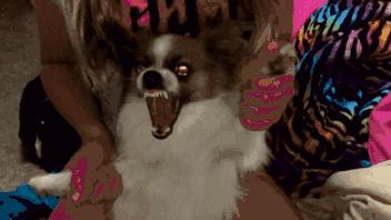 狗狗狂犬病10天观察法,狗狗得狂犬病早期的10个征兆