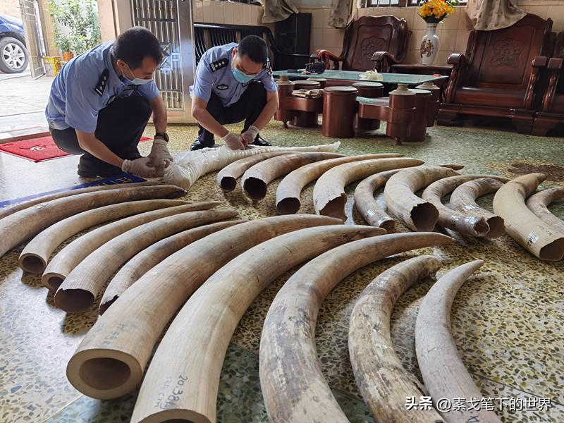 收入水平影响犀牛角消费偏好：野生与半野生犀牛角更受青睐