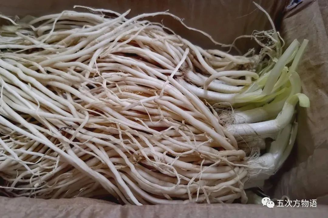 根类食物大全 (5种根菜类的食材)