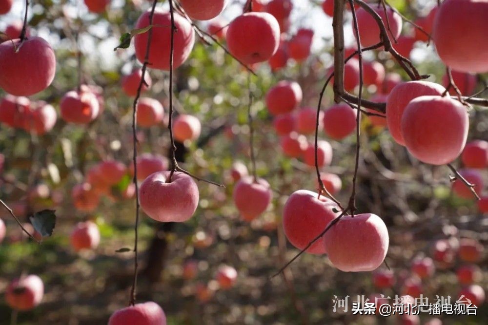 太行山上的红苹果,太行山上红苹果