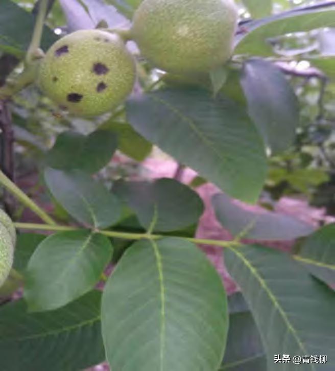 高产纸皮核桃品种,核桃怎样修剪才能高产