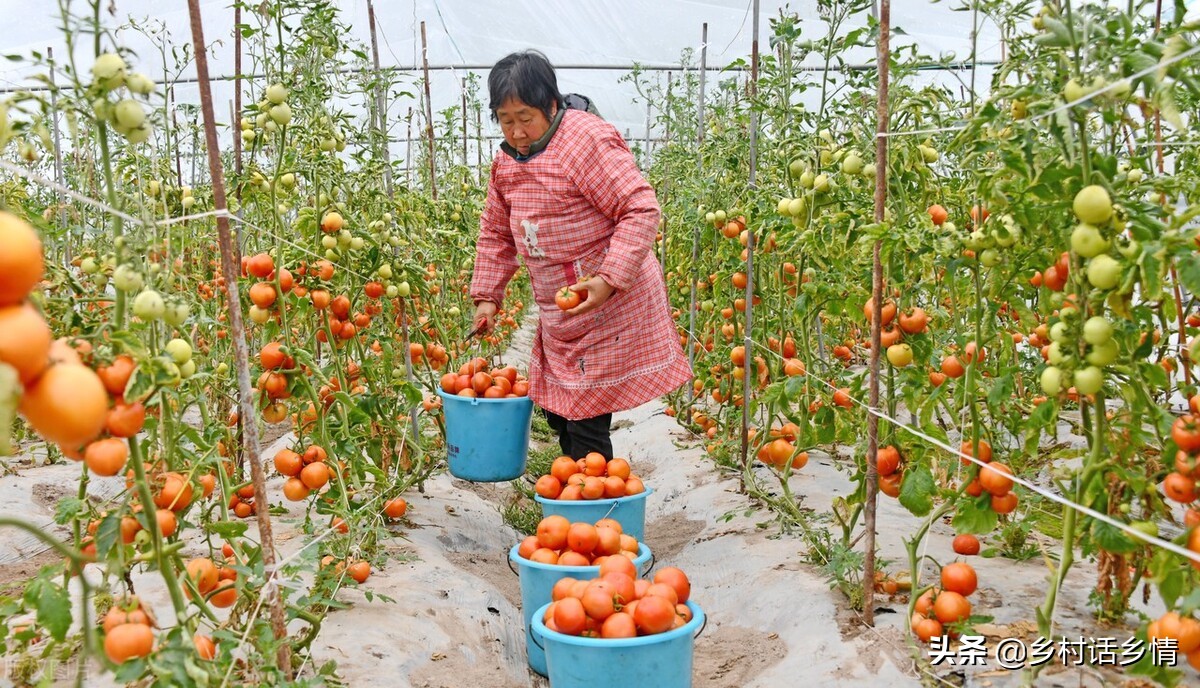 学会自制酵素堆肥，松土肥地、促长增产、减少病害，手把手教