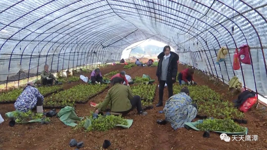 鹰潭一万元创业项目怎么操作,鹰潭10万元创业项目在哪里