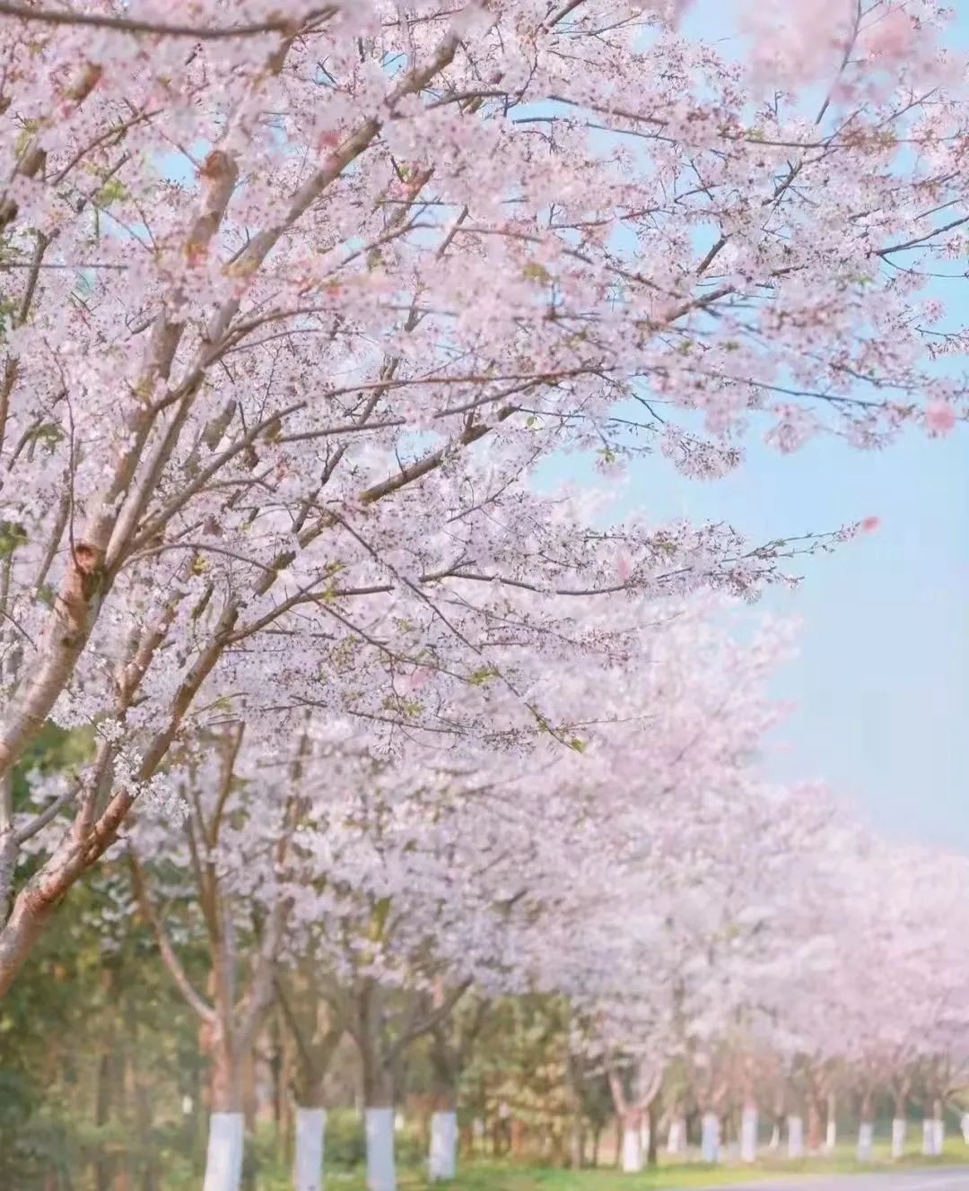 成都周边赏花烧烤一日游推荐免费,成都赏樱花露营