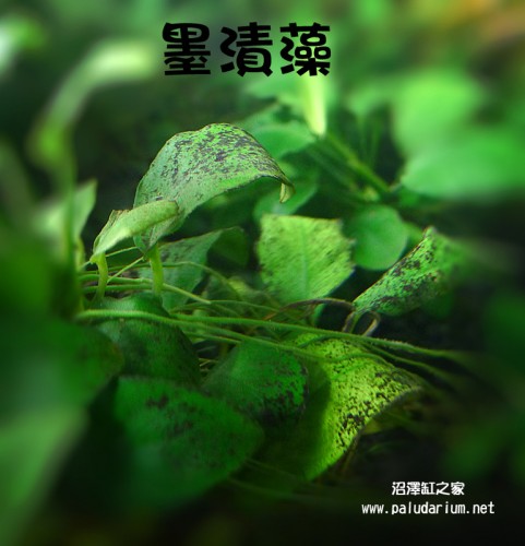 水族草缸爆绿丝藻怎么办,水草缸绿藻的养殖方法