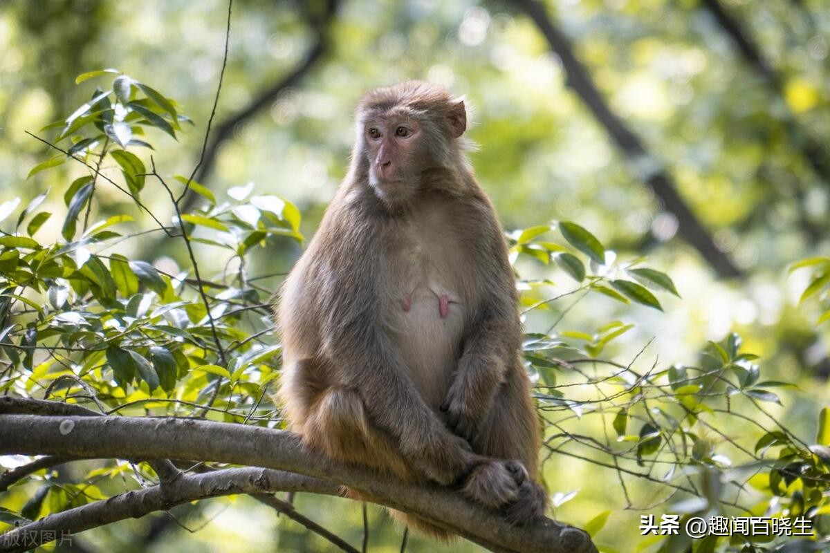 属猴的梦见老虎好不好周公解梦,属猴的梦见真猴子是什么意思呢