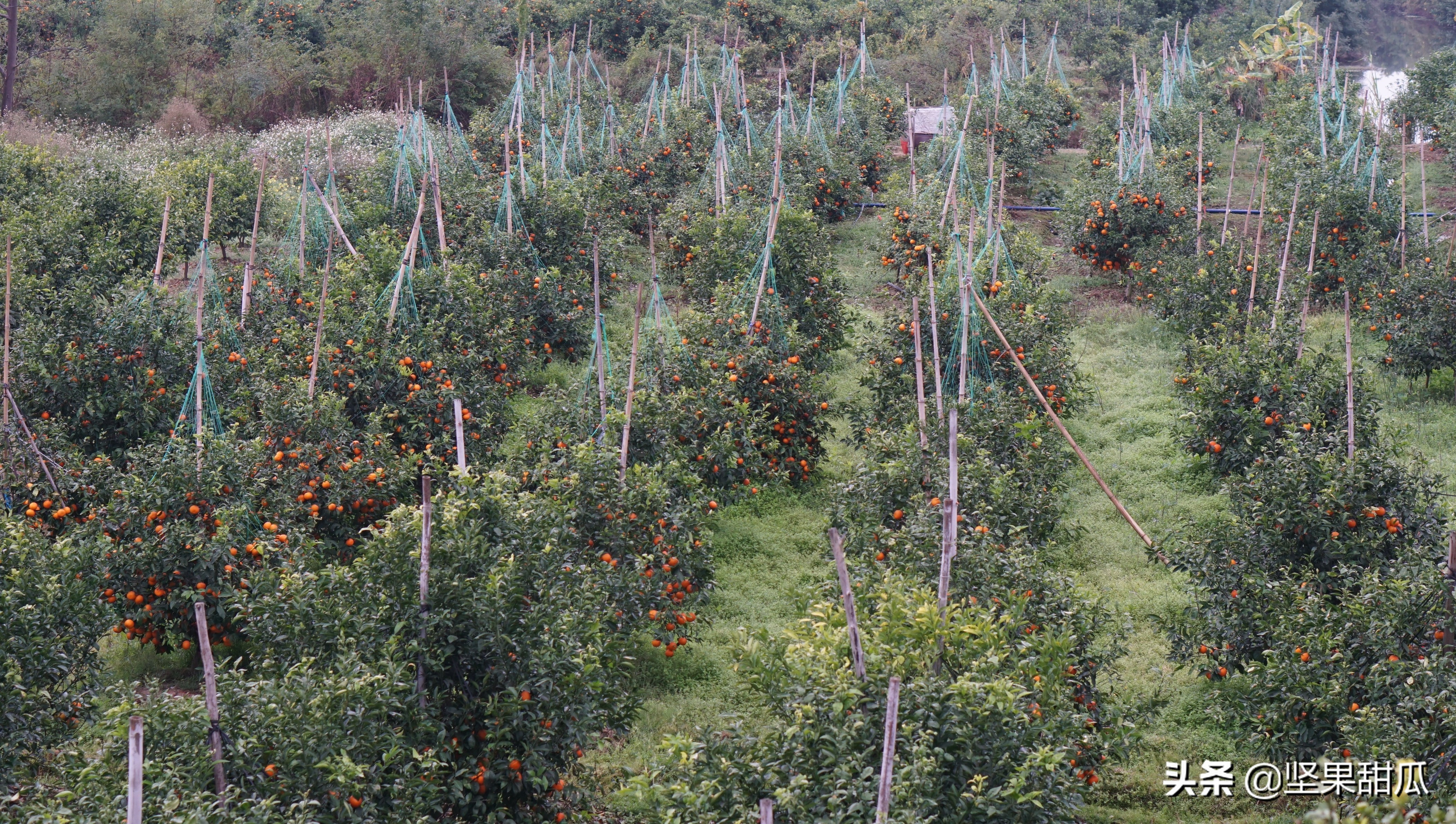 武鸣沃柑喜获丰收,沃柑发展前景最新评论