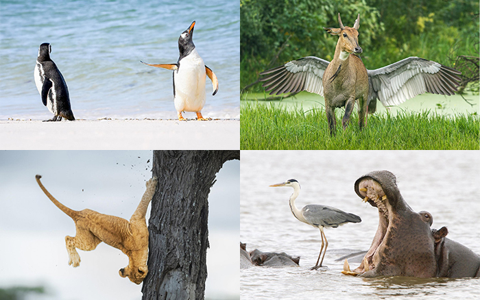 搞笑野生动物摄影大赛佳作欣赏,搞笑野生动物摄影奖投稿地址