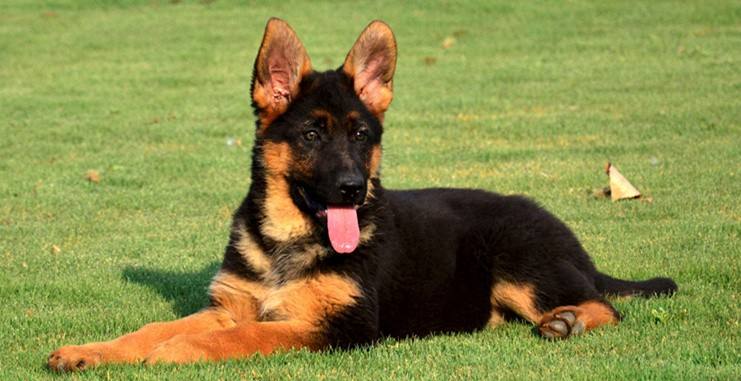 如何养好一只德牧,养德牧最省钱的方法