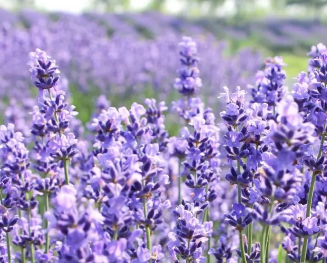 安神助眠好打理的花,能促进睡眠的花有几种