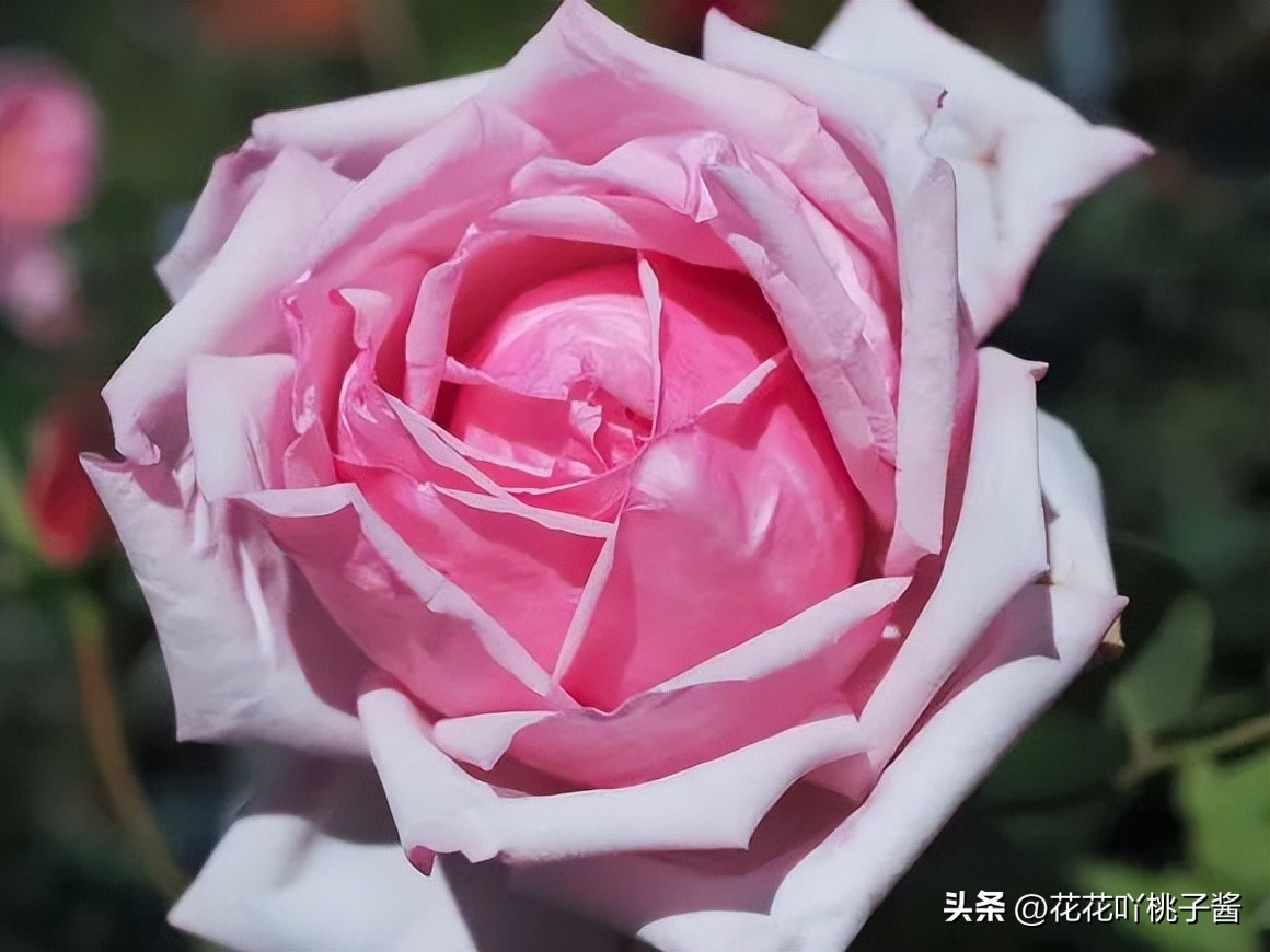 浓香型多季开花的月季,法国橙色浪漫月季