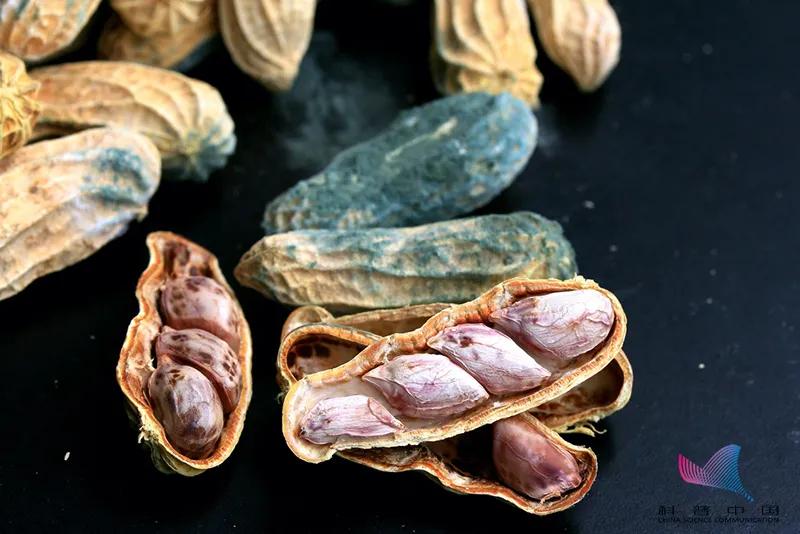 这种“坚果”，吃一粒肝脏排毒40天？你家可能也有……