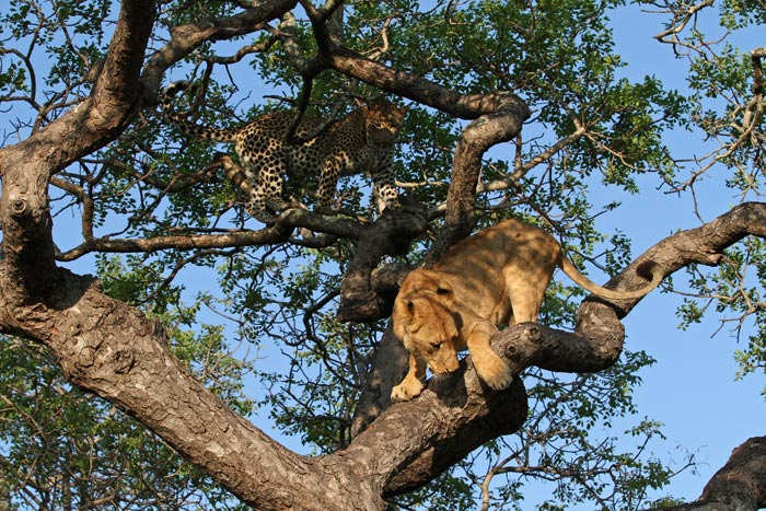 豹子丧命,豹子的悲惨下场视频