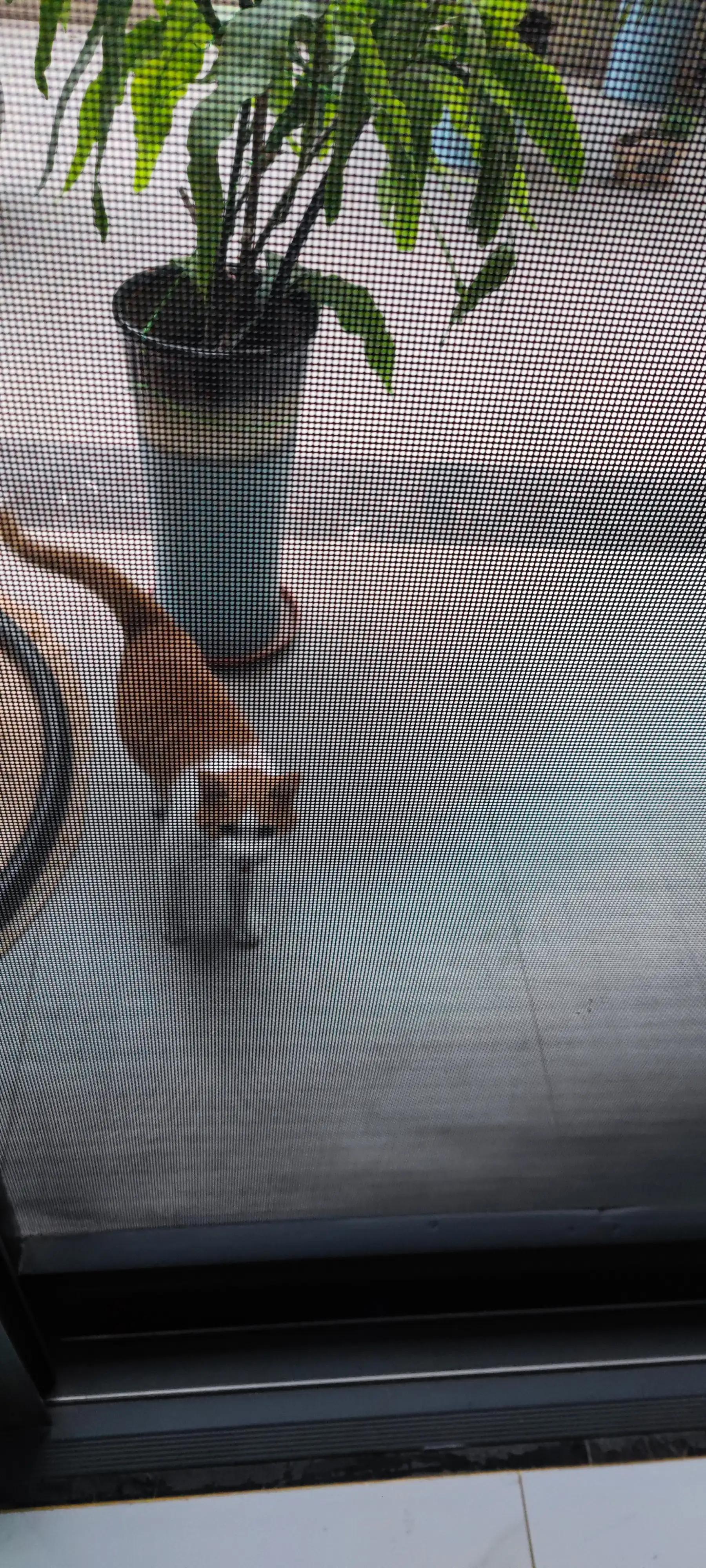 流浪猫受伤怎么能抓到,救助流浪猫要掌握正确方法