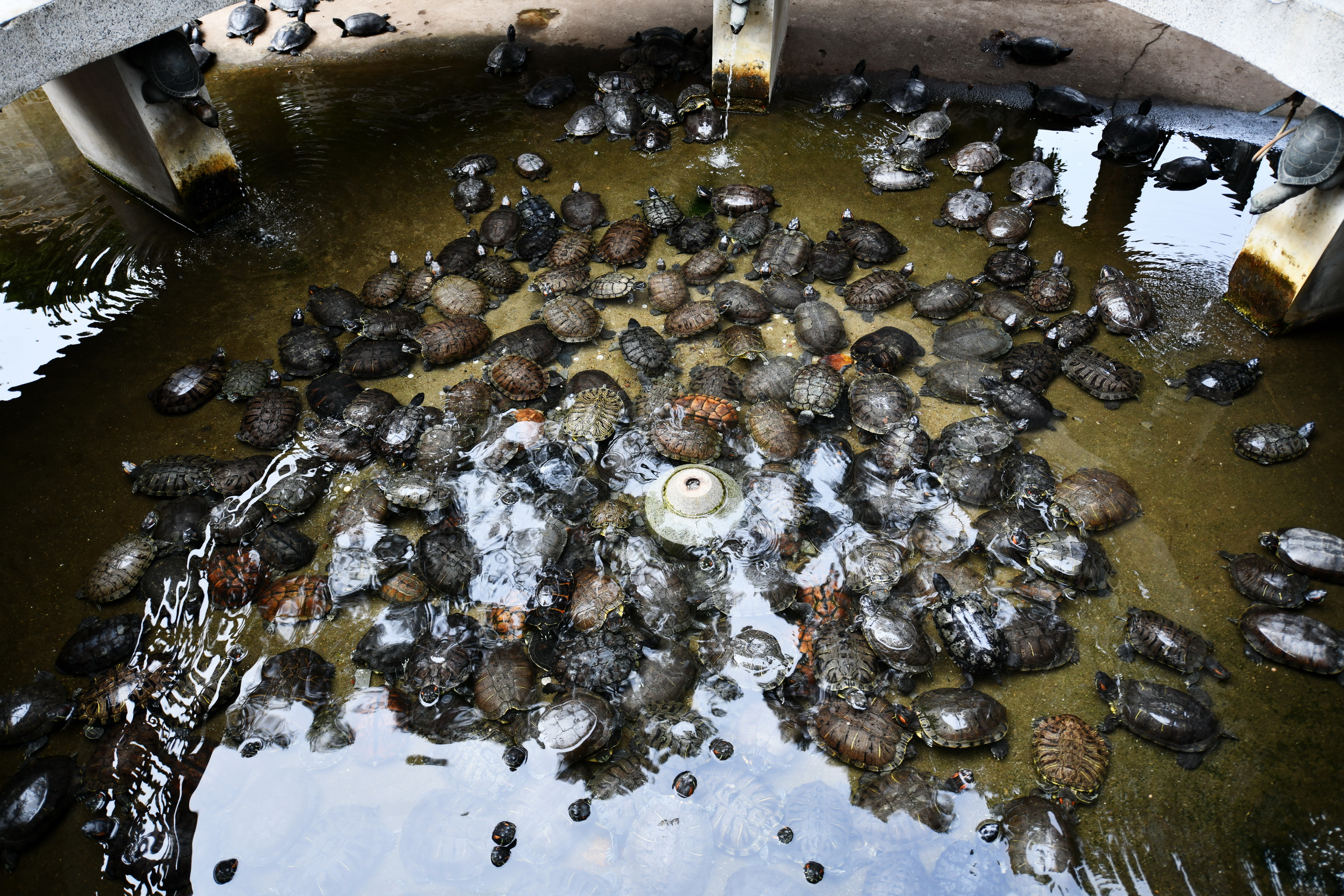 广州市番禺区宝墨园攻略,广州宝墨园景观