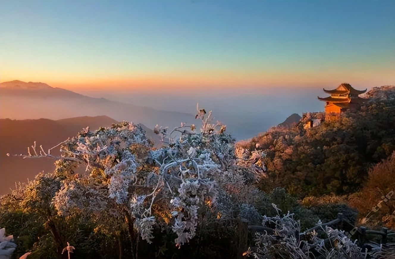 广西大明山发现新物种,广西惊现幽灵之花