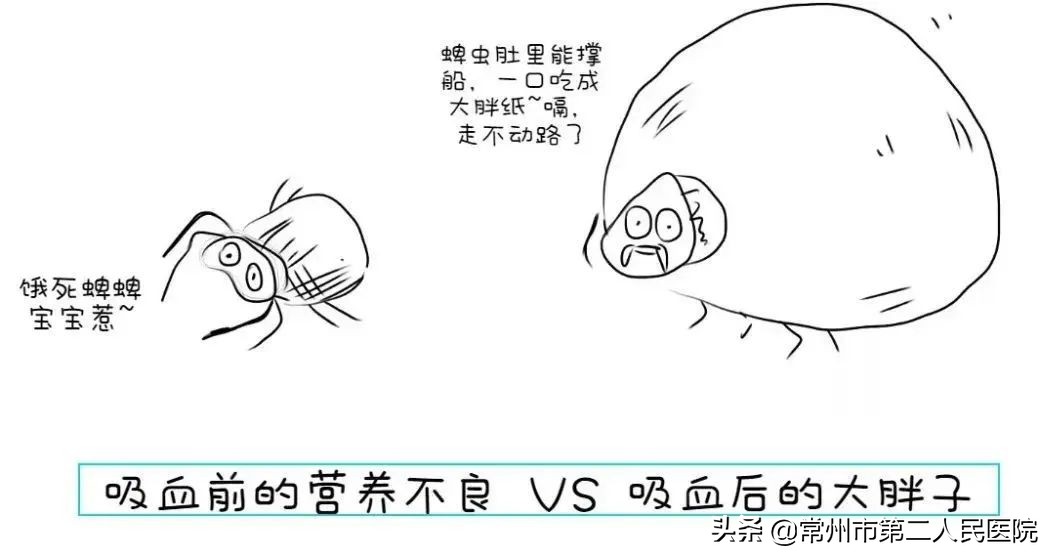 草丛里特别小的虫子用什么药治,草丛里的致命小虫