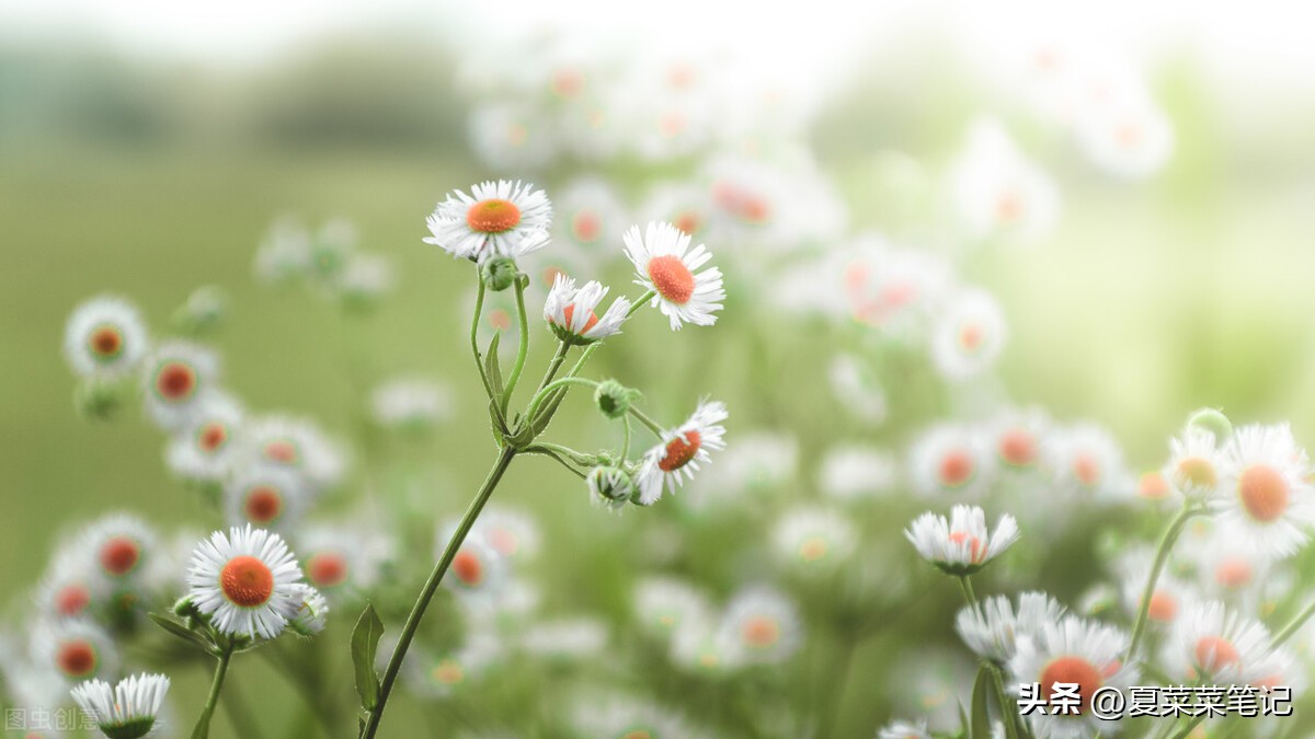 怎样做微头条才有收入,如何做微头条赚钱