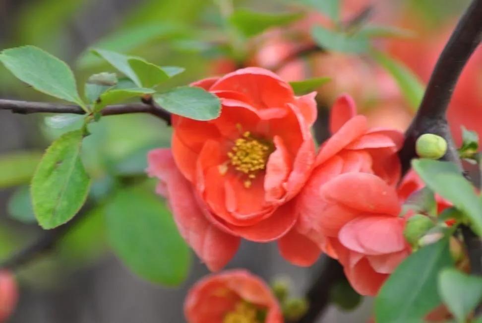 沂州海棠图片,临沂市花沂州海棠