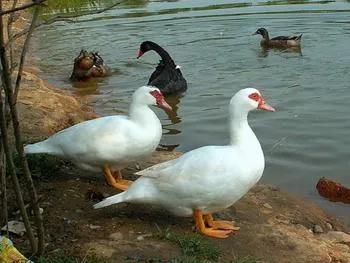 2021年养殖什么能挣钱多,在2022年里养殖什么最赚钱