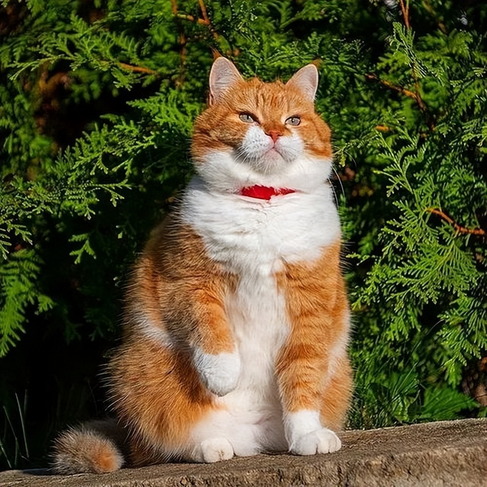 招财猫的四大特征你家猫有吗,招财猫哪个品种最有钱