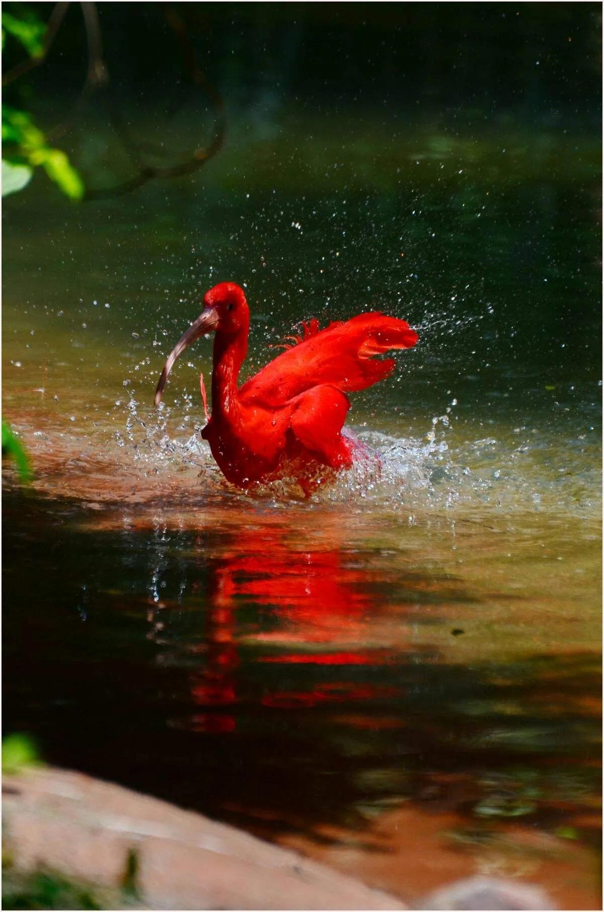 广州长隆野生动物世界有大象吗,广州长隆野生动物世界有多少动物