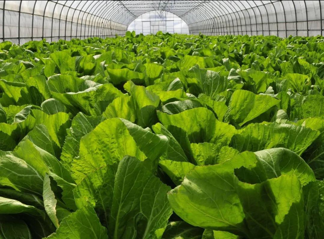 未来几年农村的十大暴利行业,农村未来10大暴利行业现状