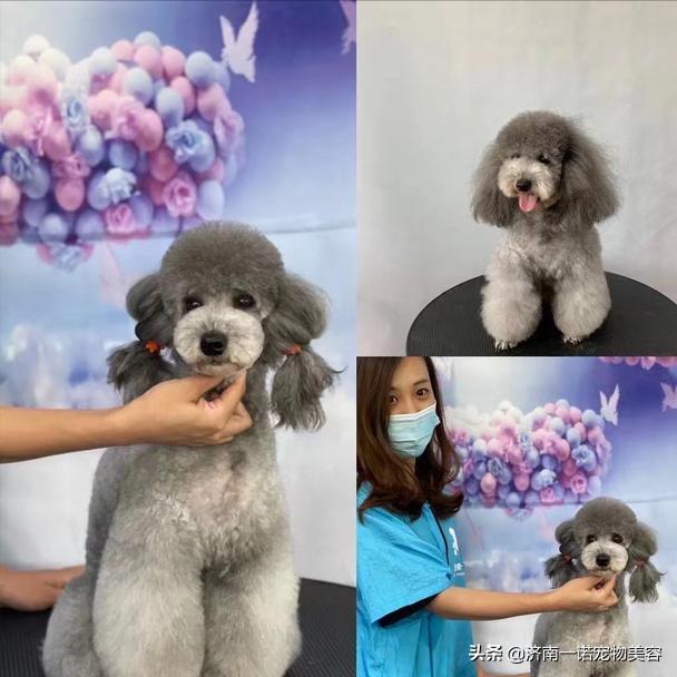 怎样成为宠物美容师的条件与要求,宠物美容师如何成为美容培训讲师