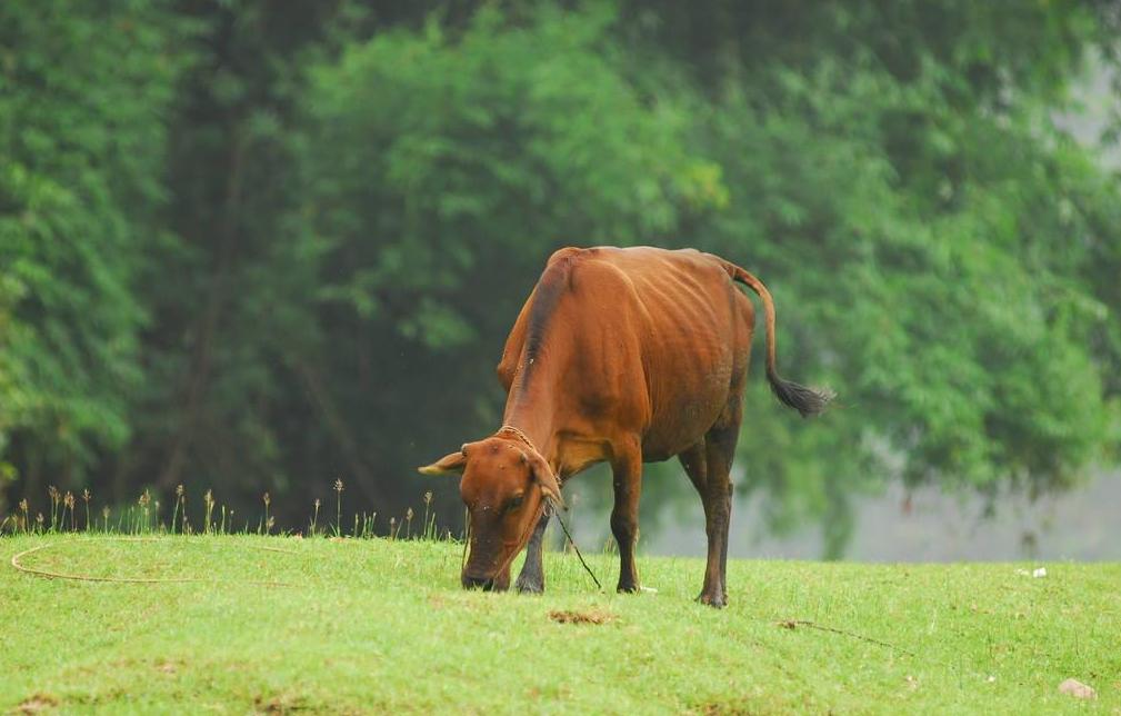 鐗涘墠鑳冨紱缂撴不鐤楀師鍒欐湁鍝簺,鐗涘墠鑳冨紱缂撹秺娌荤枟瓒婂樊涓哄暐