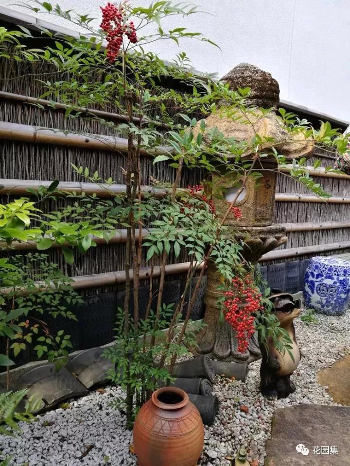 花园适合种的植物,在花园种植哪些植物比较适合