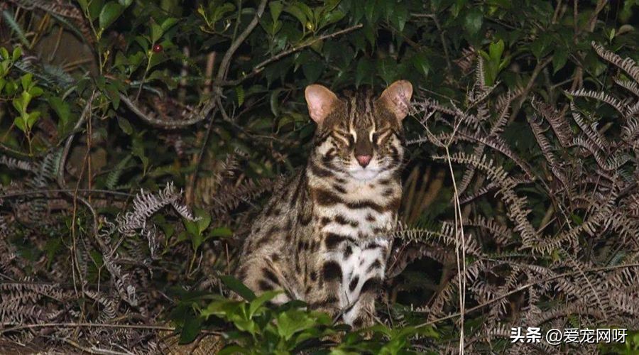 玳瑁猫咪是什么品种,猫咪品种大全及图片