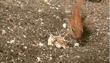 博比特虫遭遇人类袭击,巨型博比特虫