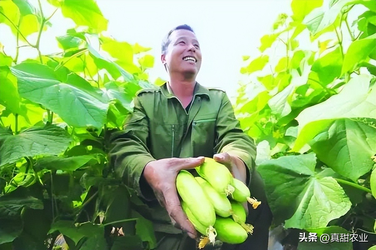 现在的蔬菜行业，真正的难处在于价格更加难以猜测