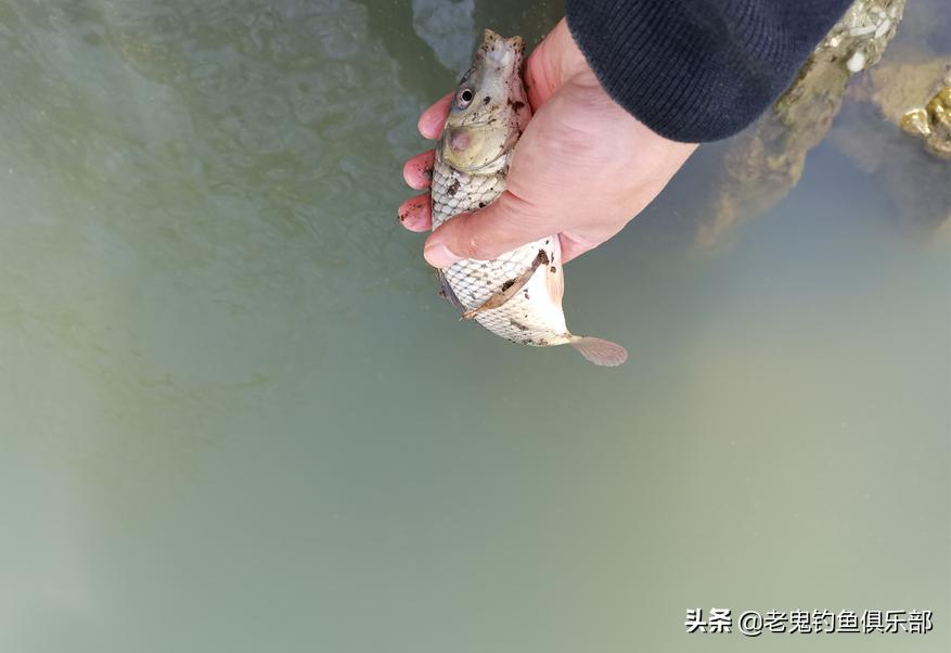 浅水湾寻鲫,*战野**之王·腥香立大功