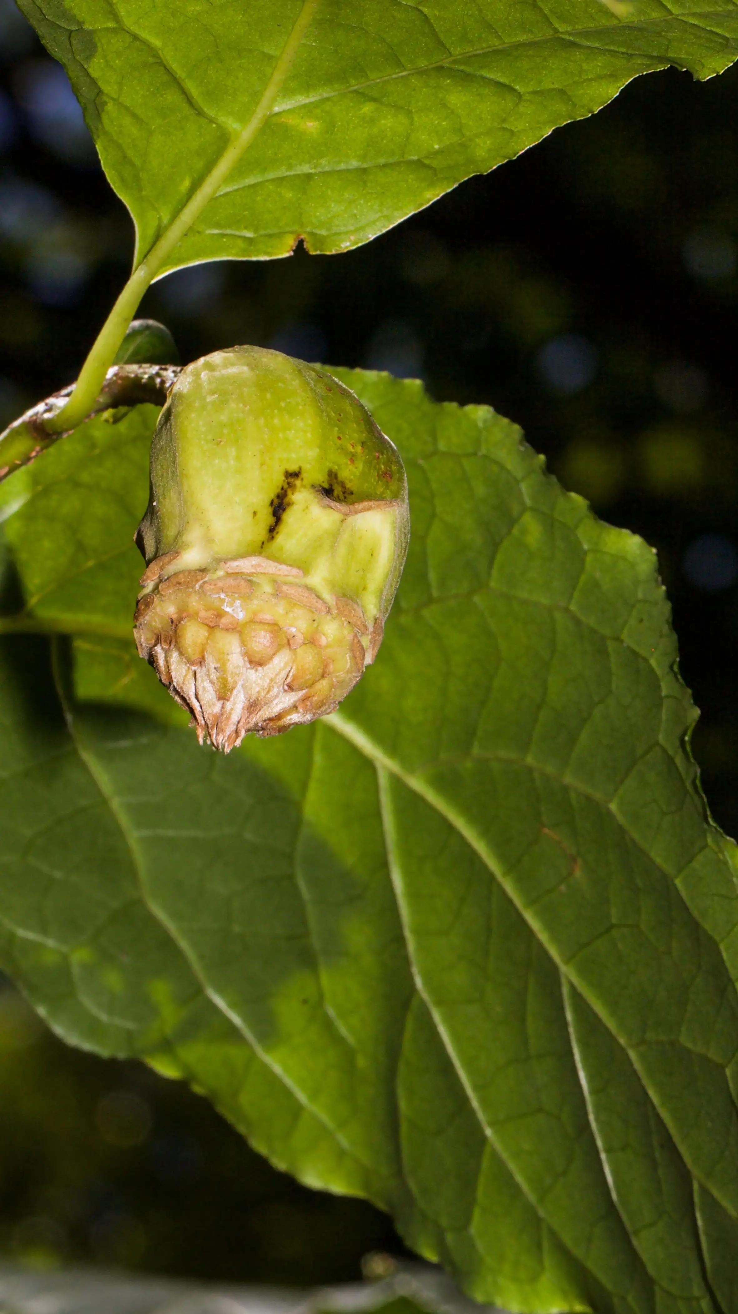 蜡梅花是梅花吗,蜡梅花是秋天开的吗