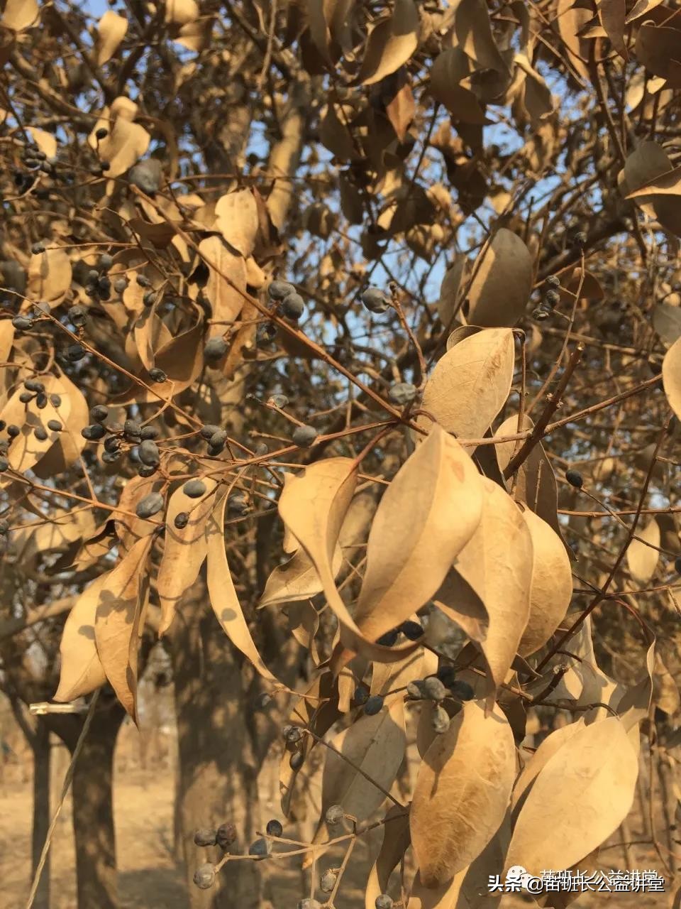 园林树木冻害的调查,苗木冻害是怎么回事