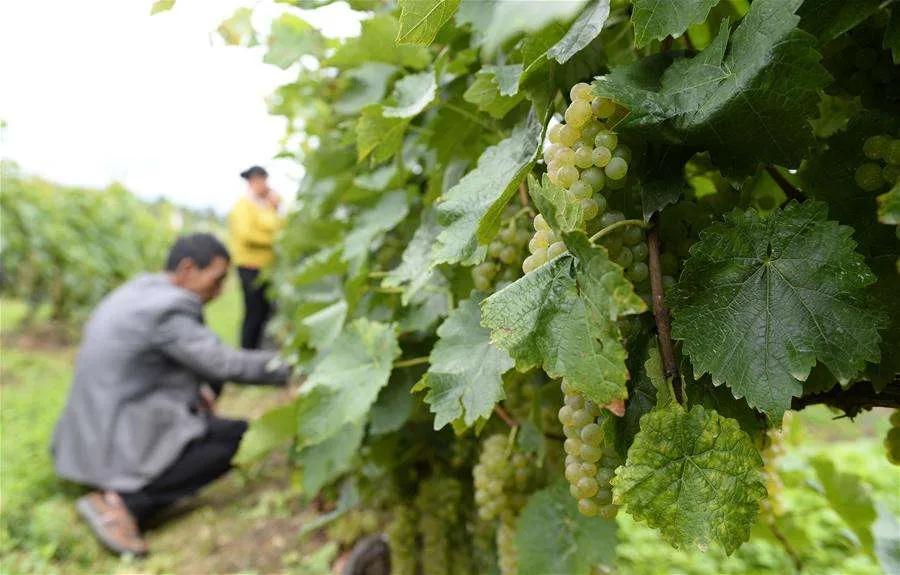 户太八号是嫁接苗吗,户太八号简介